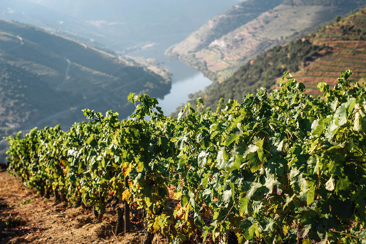 Vinho Verde är hem till några idylliska vingårdar värda en omväg.