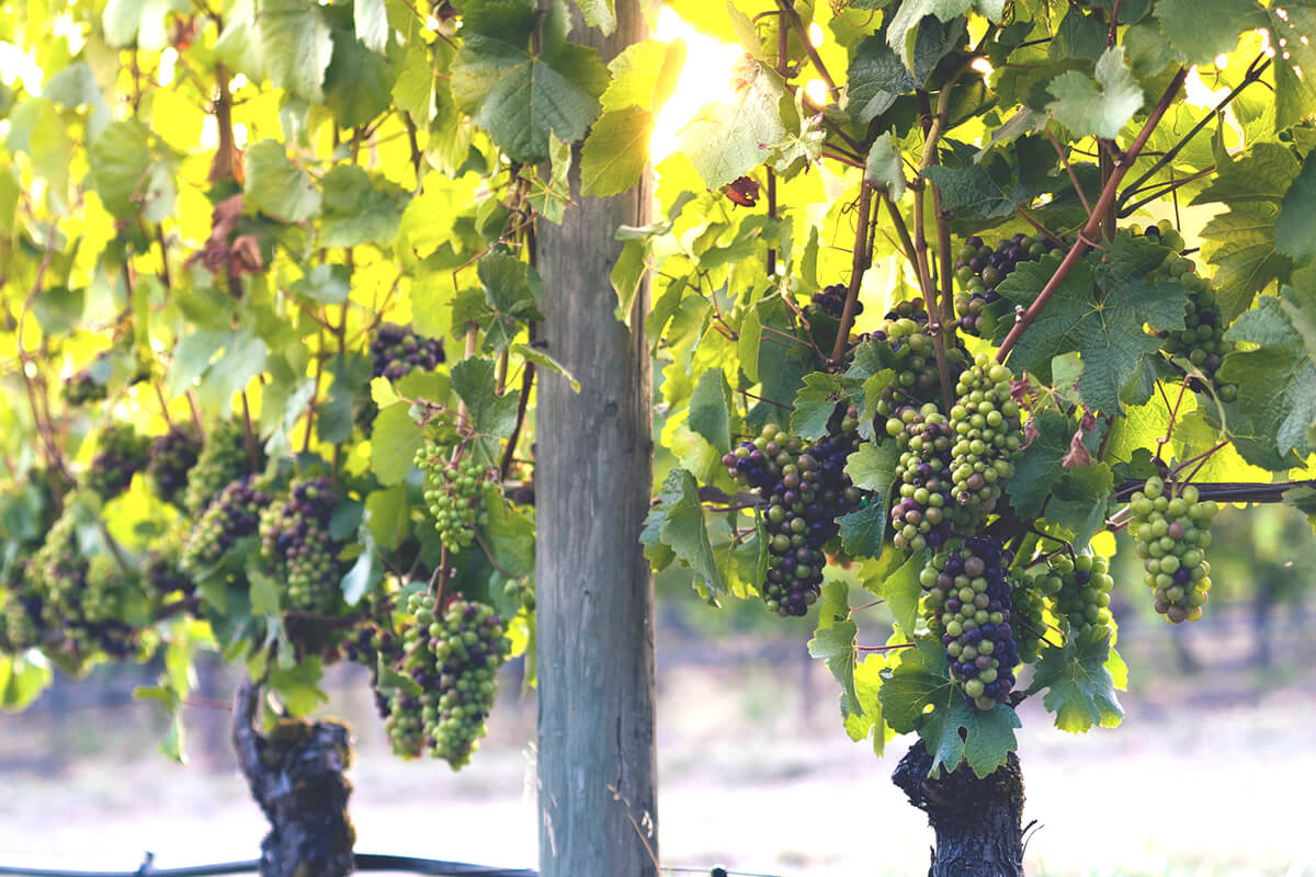Vinkurs | Online