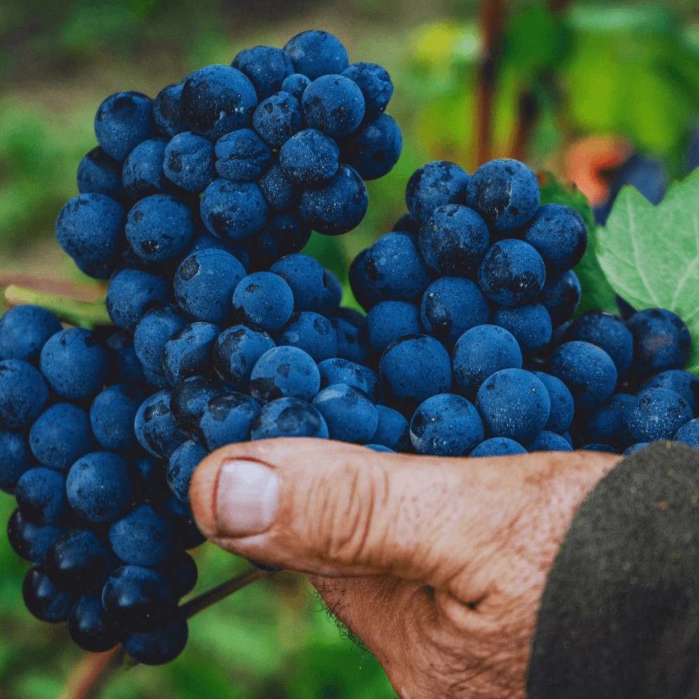 Vinprovning Italiens bästa röda – från Amarone och Chianti till Barolo och nya favoriter | Stockholm